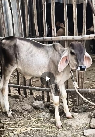વઢયારી ક્રોસ ગાય વેચવાની છે.