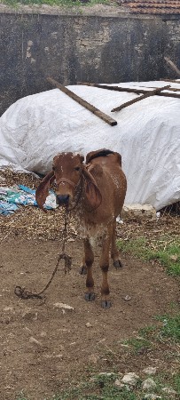 દીલીપ ભાઈ 9313683967