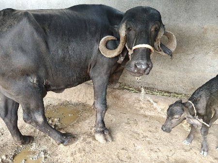 ભેંશ વેશવવાની છે.