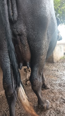 pelu vetar