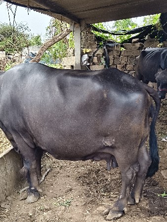ભેંસ વેચવાની છે  વેતર તરીજુ