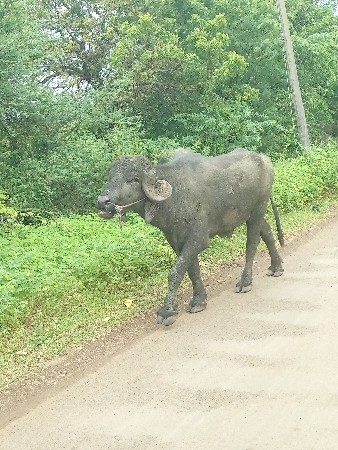 પાડો વેચવાનો છે