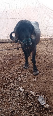 પાડો