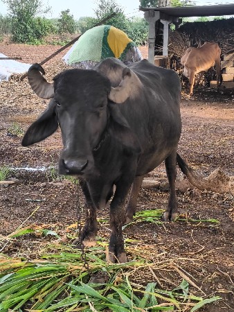 વેચવાની છે