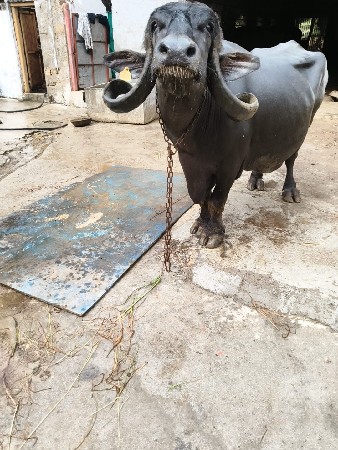 3 વેતર