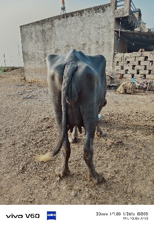ખણેલી વેચવા ની છે
