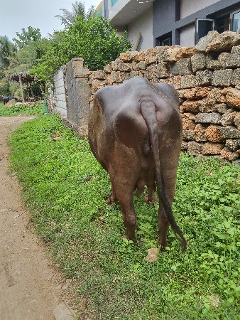 1વેતર ની ખડેલી