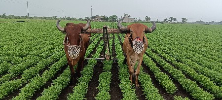 બળદ દેવાના છે