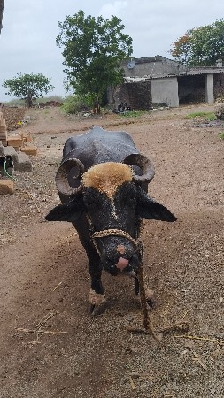 10 દિવસ ની કાચી