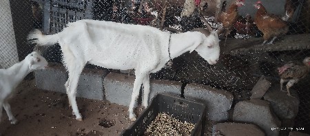 ૨ બકરી વેચવાની છે.