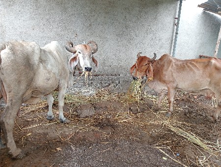 ગાયું બંને વેચવાની છે