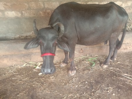 ભેસ