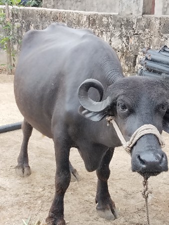 ભેંશ વેચવાની છે વે ર વિયાવાની છે