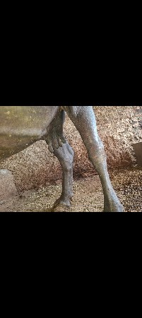 ભેંસ વેચવાની છે કીમત 85000