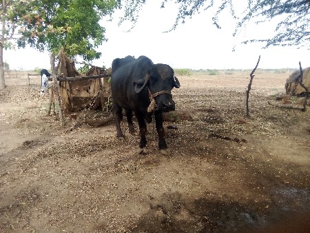 ભેંસ.    વેચવાનિ.    છે