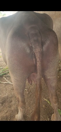 bhuri bhesh vechvani che