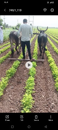 ગોધલો