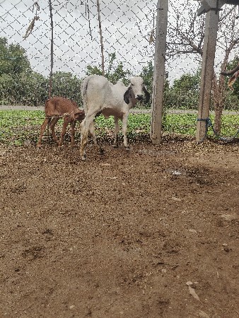 ગીર લીલડી વાછરડી