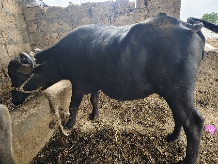 વેતર પેલું ખડેલી વેચવાની છે