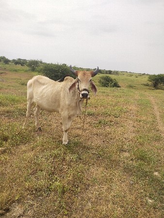 ઘોધલોવેચવાનૉછે