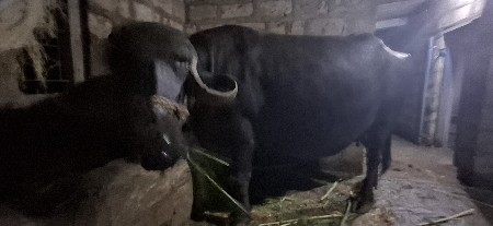 ભેસ વેસવાનિ છે