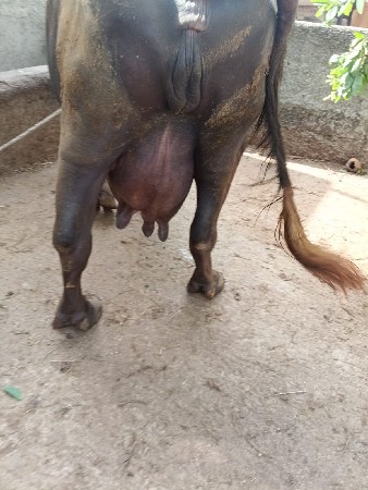 vesavani 6
