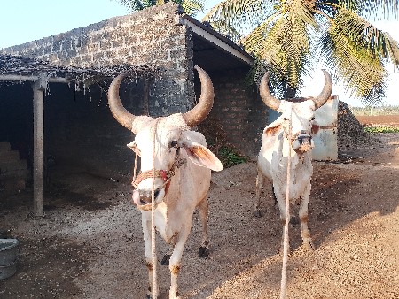બળદ ગોધલા વેચવાના છે
