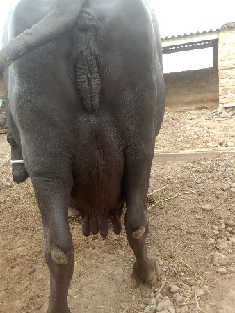 ભેશ વેચવાની છે