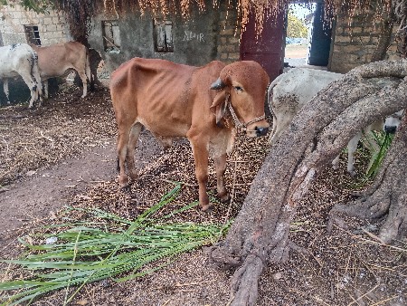 ગોધલો વેચવાનો છે