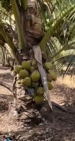 nariyeli na ropa mate kontek karo