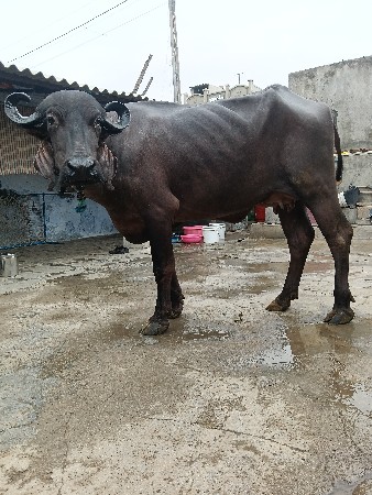 ખડેલી વેચવાની છે