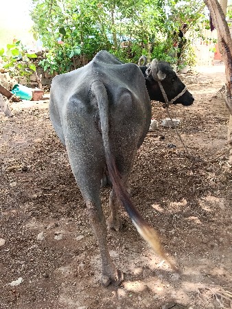 ભેંસ વેચવાની છે