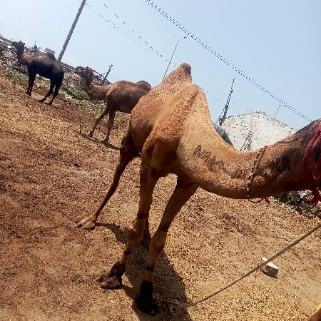 ઉંટ