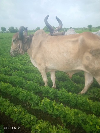 બળધ