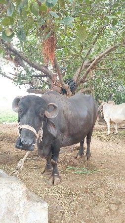 ભાઈસ વેચવાની સે