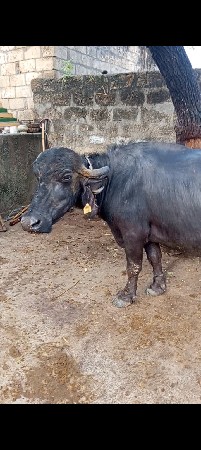 ભેંસ વેચવાની છે