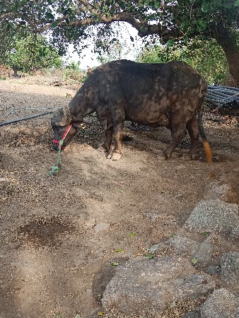 ભેંસ વેચવાની છે