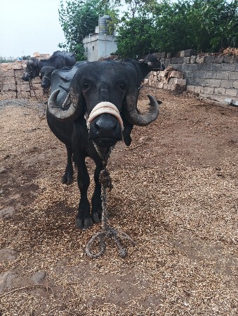 પાડો