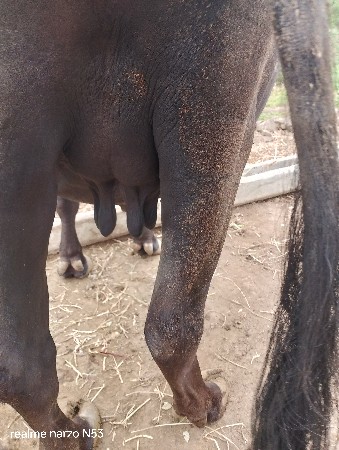 ભેંસ વેચવાની છે