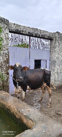 બાવરી હોડકી કૌષ ની છે