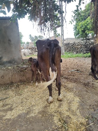 ગાય વેચવાની છે
