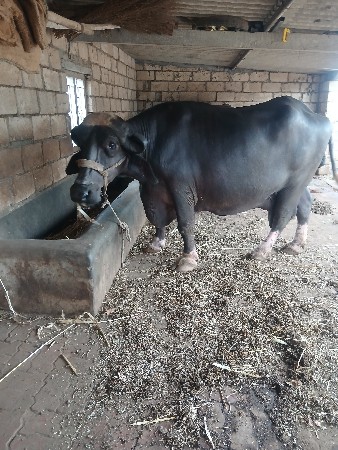 ભેંસ વેચવાની છે