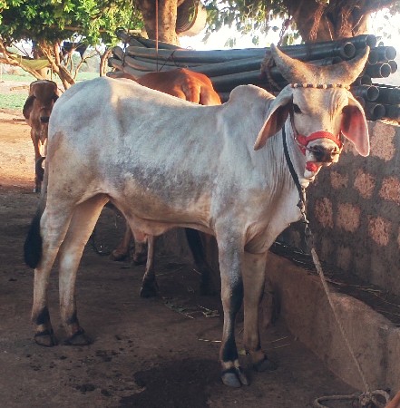 ગોઢલો વેસવા નો છે