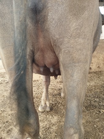 ભેંશ વેચવાની છે