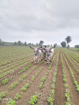 ગોઢલા વેચવાના છે