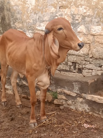 વાસડી વેચવા ની છે