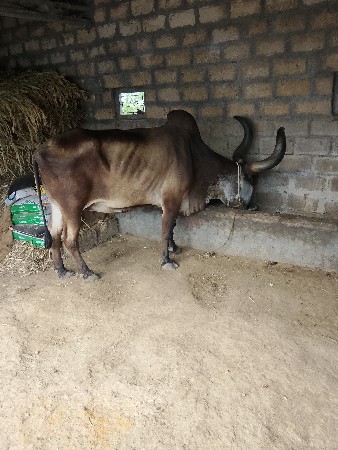 બળદ વેચવાનો છે