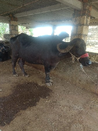 Bhesh vechvani chhe