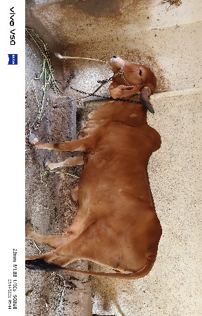 ગીર ગાય વેચવાની છે