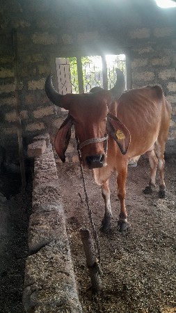 ગાય વેચવાની છે